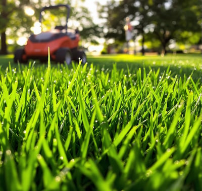 Choosing the Perfect Grass for Your Long Island Lawn